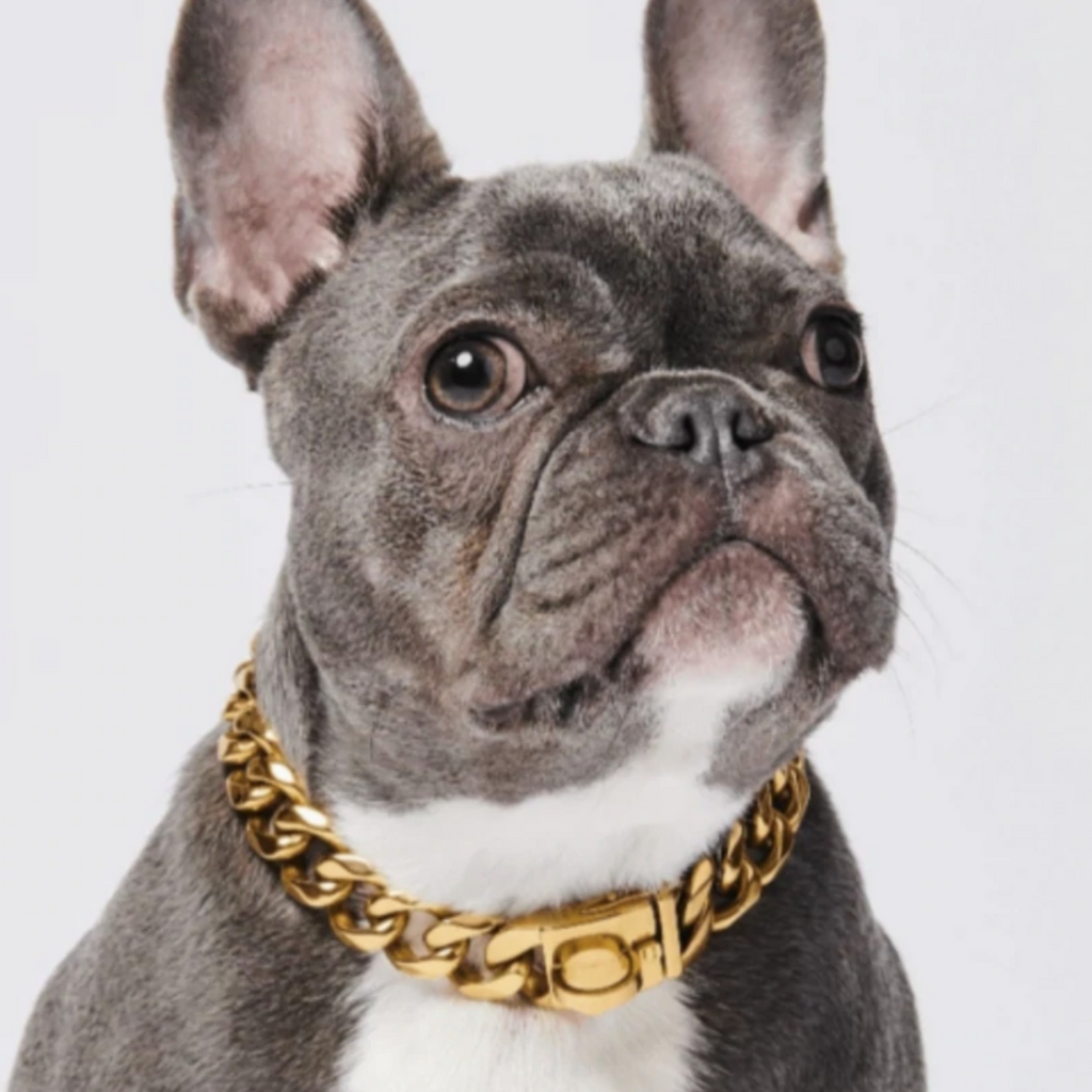 Cuban link dog chain on sale